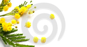 Mimosa spring flowers branch border design isolated on white background, top view