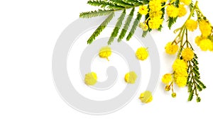 Mimosa spring flowers branch border design isolated on white background, top view