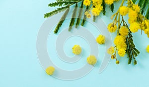 Mimosa spring flowers branch border design over blue background, top view