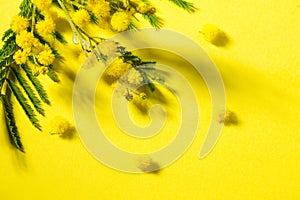 Mimosa spring flowers branch border design over yellow background, top view
