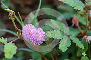 Mimosa strigillosa, also known as sunshine mimosa and powderpuff.