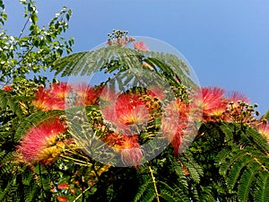 Mimosa Tree