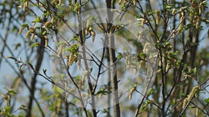 Mimosa tree blooming