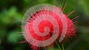 Mimosa tree blossom or powderpuff bloom , Calliandra Surinamensis, Mimosaceae family, Pink powder puff, Surinamese stickpea, Surin