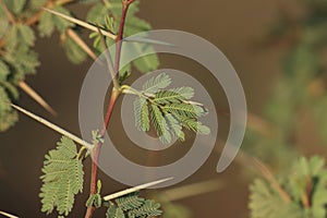 Mimosa tree branch closeup. Leaf closeup.