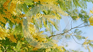 Mimosa tree. Branch of mimosa sunny flowers. Concept of spring season. Fluffy flowers in spring garden. Close up.