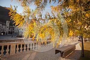 Mimosa tree florescence in Serravalle, Vittorio Veneto, Italy