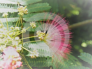 Mimosa tree photo