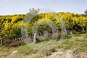 Mimosa trees in bloom in the south of France