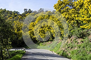 Mimosa trees in bloom in the south of France