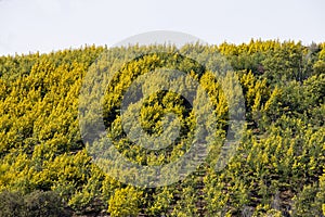 Mimosa trees in bloom in the south of France