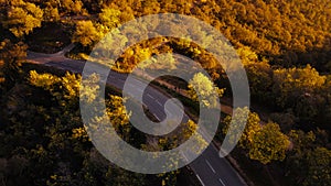 Mimosa trees landscape, drone aerial view, road and cars, Tanneron
