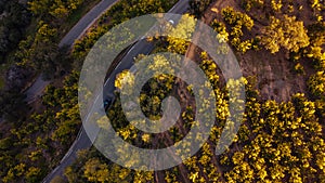 Mimosa trees landscape, drone aerial view, road to Tanneron