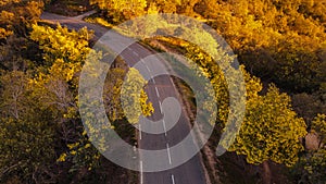 Mimosa trees landscape, drone aerial view, road to Tanneron