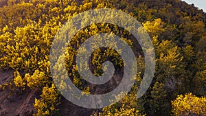 Mimosa trees landscape, drone aerial view, Tanneron