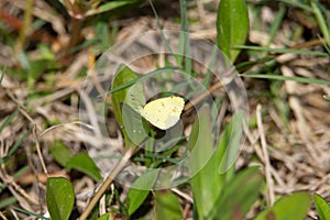 Mimosa Yellow (Pyrisitia nise) butterfly photo