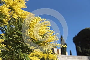 Mimosas en fleurs Ã  Bormes les mimosas