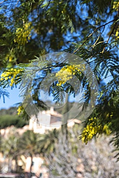 Mimosas en fleurs Ã  Bormes les mimosas