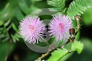 Mimosoideae flower photo