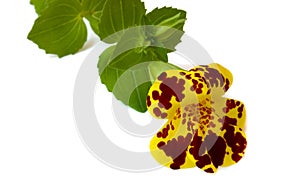 Mimulus