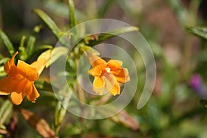 Mimulus aurantiacus