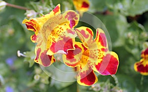 Mimulus tigrinus, Tiger Monkey Flower