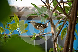 A bird perched on a branch.