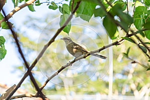 A bird perched on a branch.