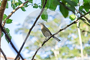 A bird perched on a branch.