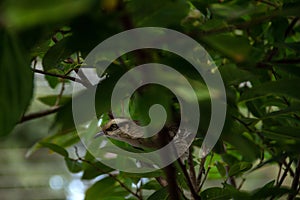 A bird perched on a branch.