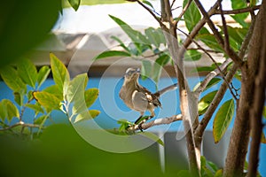 A bird perched on a branch.