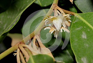 Mimusops elengi, Spanish cherry photo