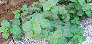 Min garden floor flora bunga