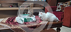 White cat watching Mina bird check pets photo