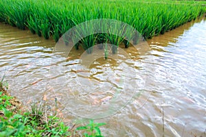 `Mina Padi` cultivation in rice fields is a combination of planting rice and fish farming