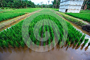 `Mina Padi` cultivation in rice fields is a combination of planting rice and fish farming