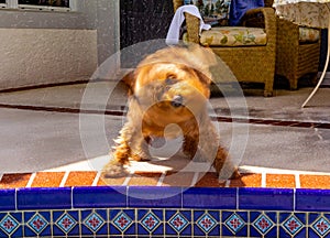 Minature Golden Doodle shaking water off after swimming in the salt water pool