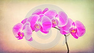 Minature Orchid Spray photo