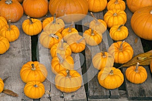 Minature Pumpkins