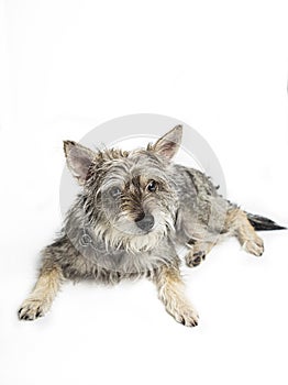 Minature schnauzer mixte