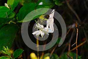 Mind-blowing  jasmine flower will refresh your mood