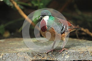 Mindanao bleeding-heart