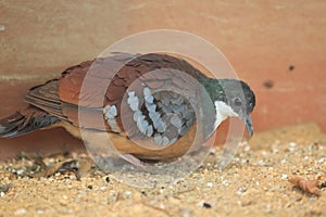 Mindanao bleeding-heart