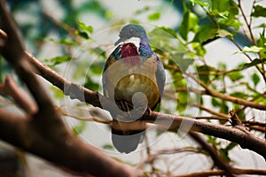 Mindanao bleeding-heart dove