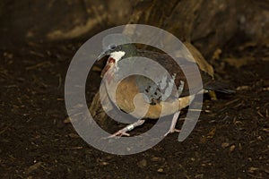 The Mindanao bleeding-heart Gallicolumba crinigera.