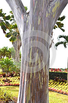 Mindanao Gum Tree (Eucalyptus deglupta)
