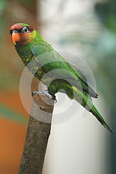 Mindanao lorikeet