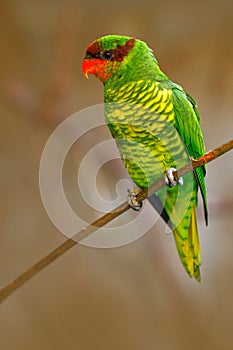 Mindanao lorikeet or Mount Apo lorikeet, Trichoglossus johnstoniae, green and red parrot sitting in the branch, clear brown forest