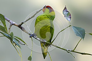 Mindanao Lorikeet, Trichoglossus johnstoniae, on perch