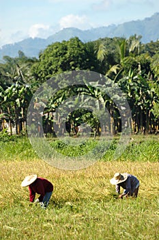 Mindanao, Ricefield Scenery, Harvest time